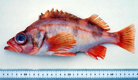 Sharpchin rockfish