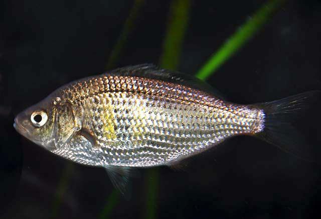 Underwater photo of a small oval shaped silver shiner perch with two faint yellow stripes