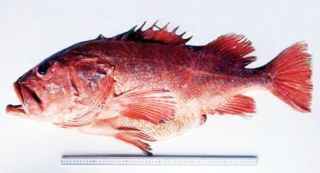 Shortraker rockfish