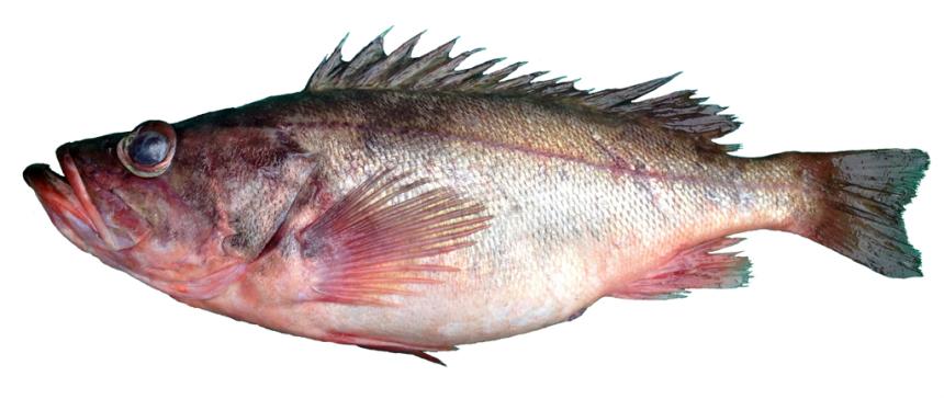 Large, fat reddish silver rockfish with large eyes