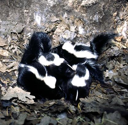 A small group of striped skunks huddle together.