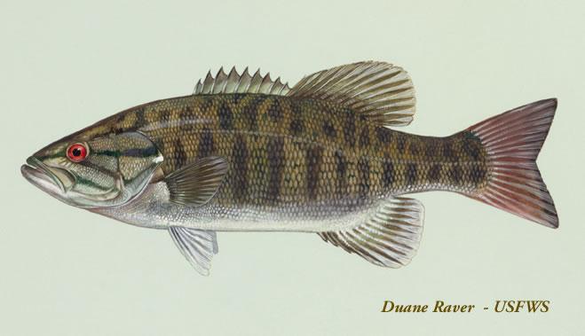 Smallmouth discount