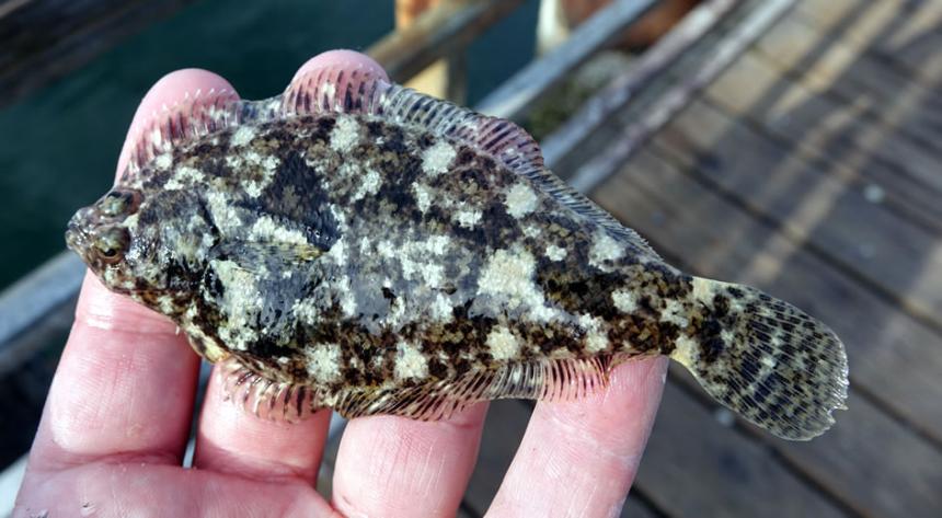 Small flat fish being held on four fingers. Coloration is dark and light mottled pattern like pebbles