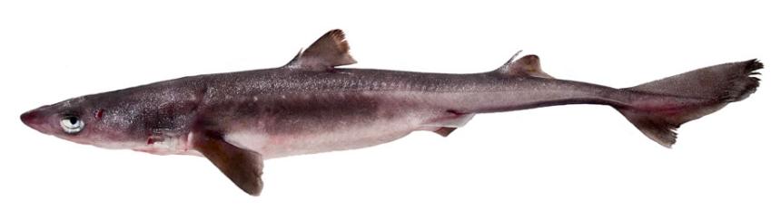 Dogfish pictures shop