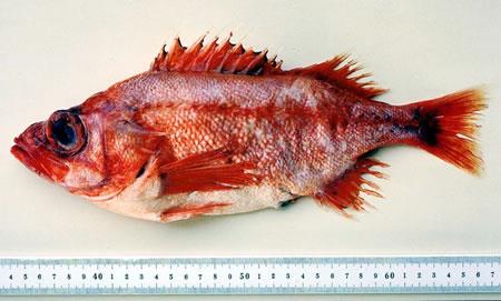 Splitnose rockfish