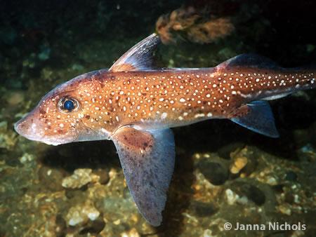 Underwater photo of an orangish/red ratfish with white spots and oversized pectoral fins