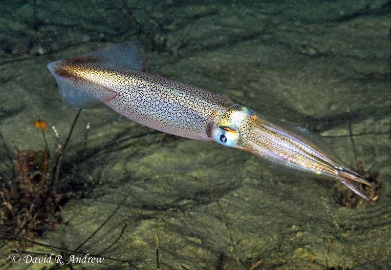 Pacific coast squid