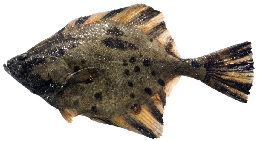 Large triangular (arrow) shaped flatfish with gold and brown stripes on the fins and dark spots on the botdy