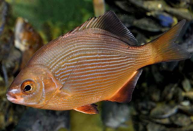 Underwater photo of a striped surfperch. Orange and gold in color with dotted whiteish blue horizontal stripes along its body