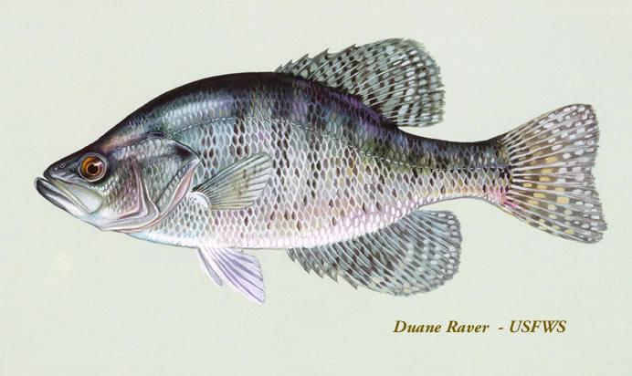 White crappie Washington Department of Fish Wildlife