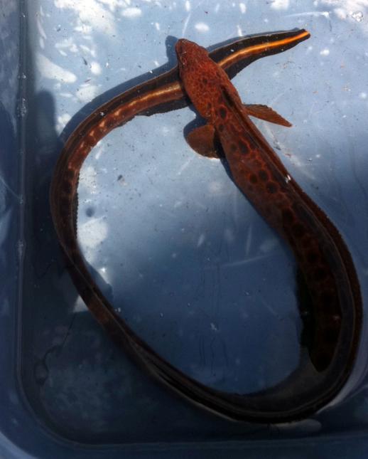 Large red and brown eel in a tank with dark spots on body and light stripe on tail