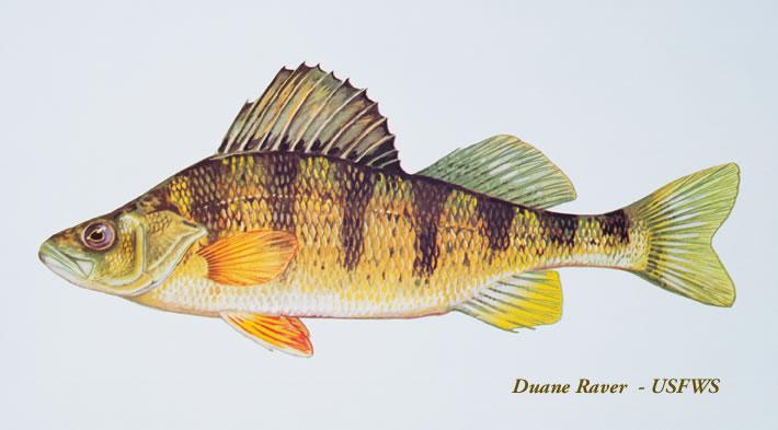 Yellow perch Washington Department of Fish Wildlife