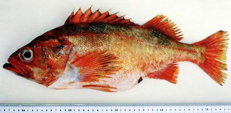 Yellowmouth rockfish