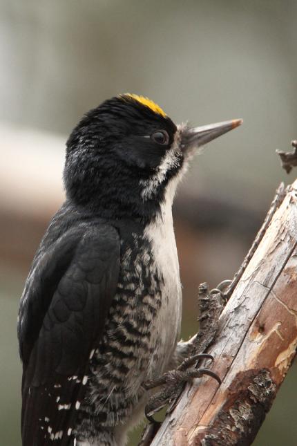Black-backed woodpecker perched on a tree branch