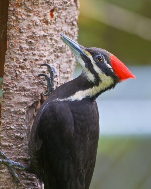 Pileated woodpecker with bright red plumage on its head perched on a tree trunk