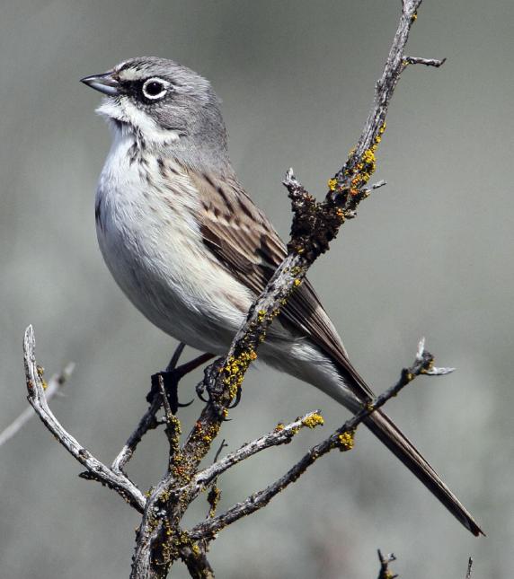 Brown and white plumed sagebrush sparrow perched on a small branch