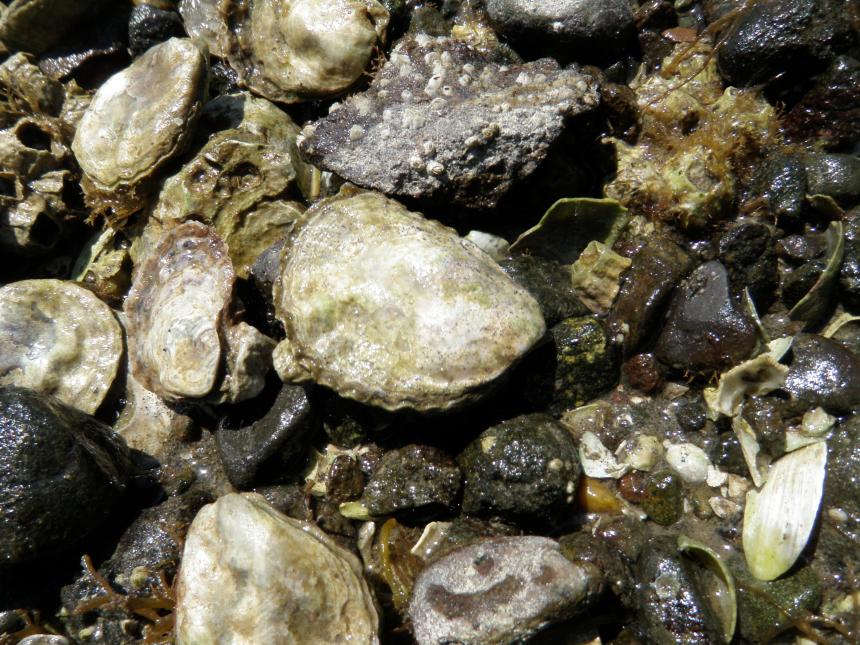 A cluster of Olympia oysters