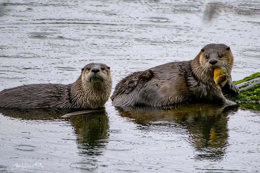 Two river otters on a shorebank looking directly into the camera
