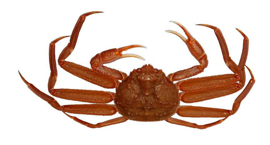 Tanner crab from Puget Sound, dorsal view.