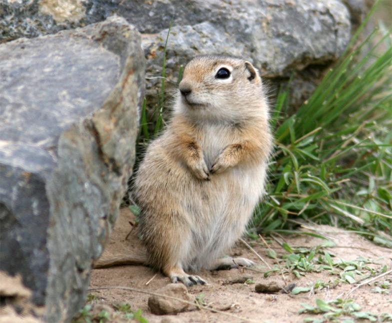 A Washington ground squirrel stands next to some rocks.