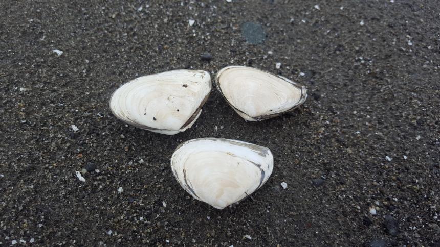 Picture of bent-nose macoma clams