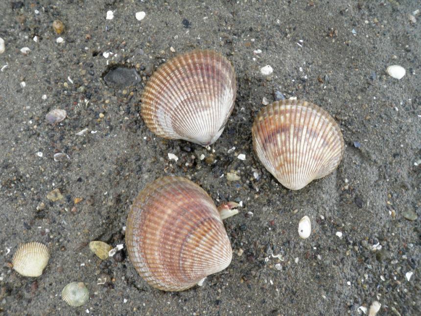 Picture of Nuttall's cockles