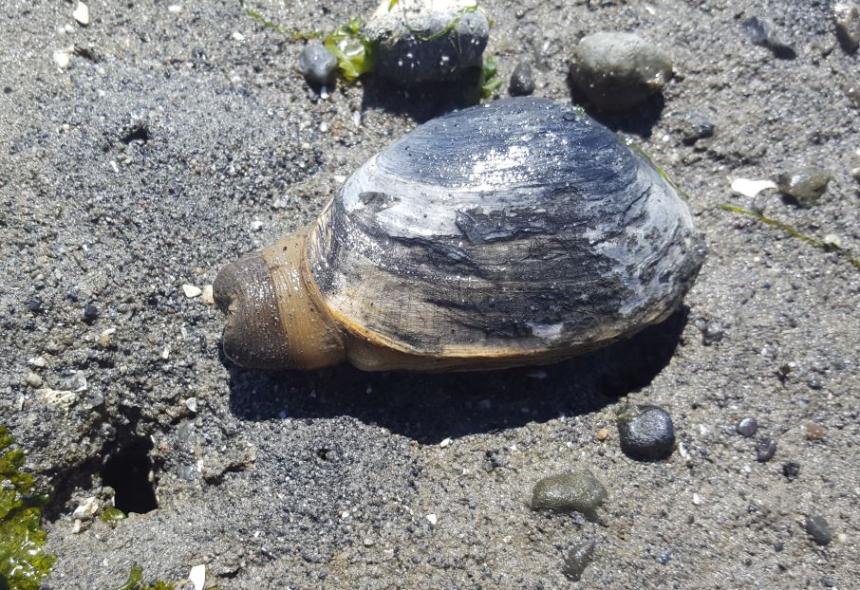 Soft online shell clam
