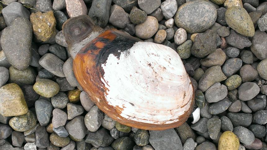 Photo clam store