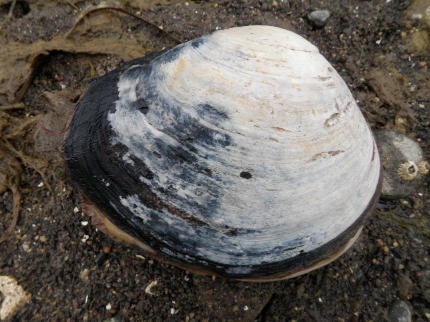 picture of horse clam (Fat gaper)