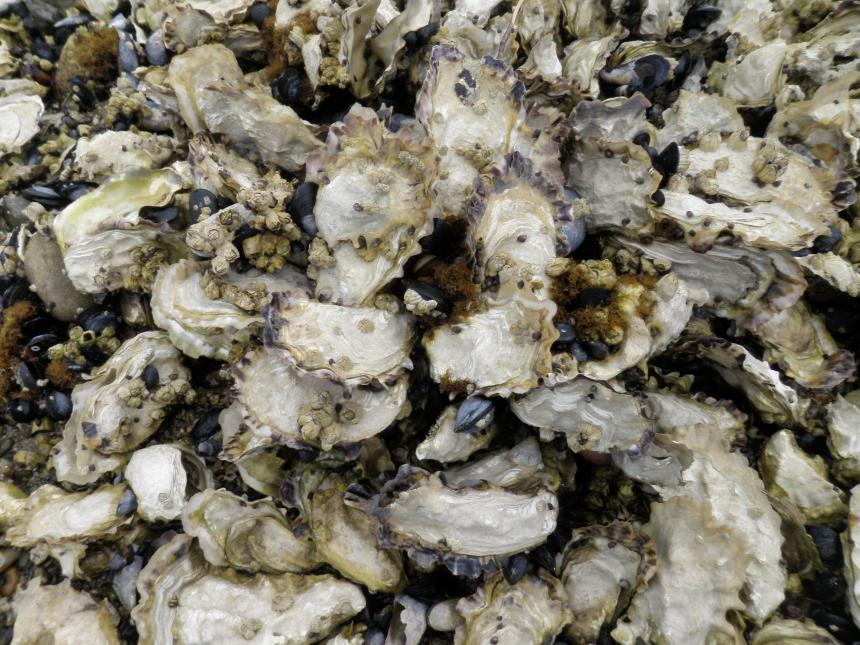 Pacific oysters on a Hood Canal beach.