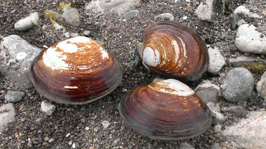 Picture of varnish clams