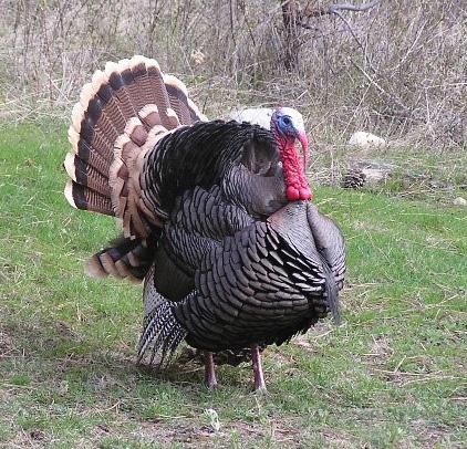Turkey with tail feather fanned out