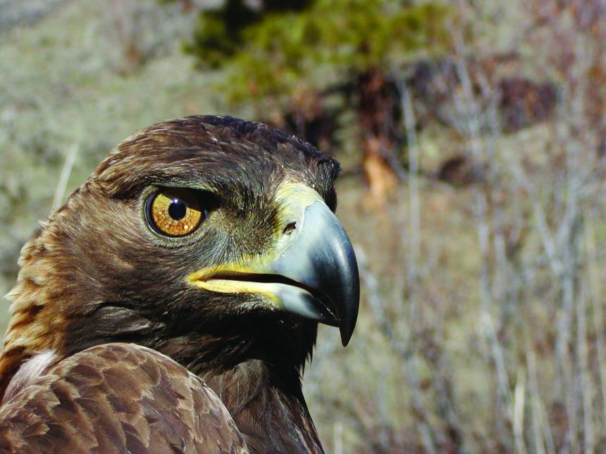 Close up of the head of an adult golden eagle