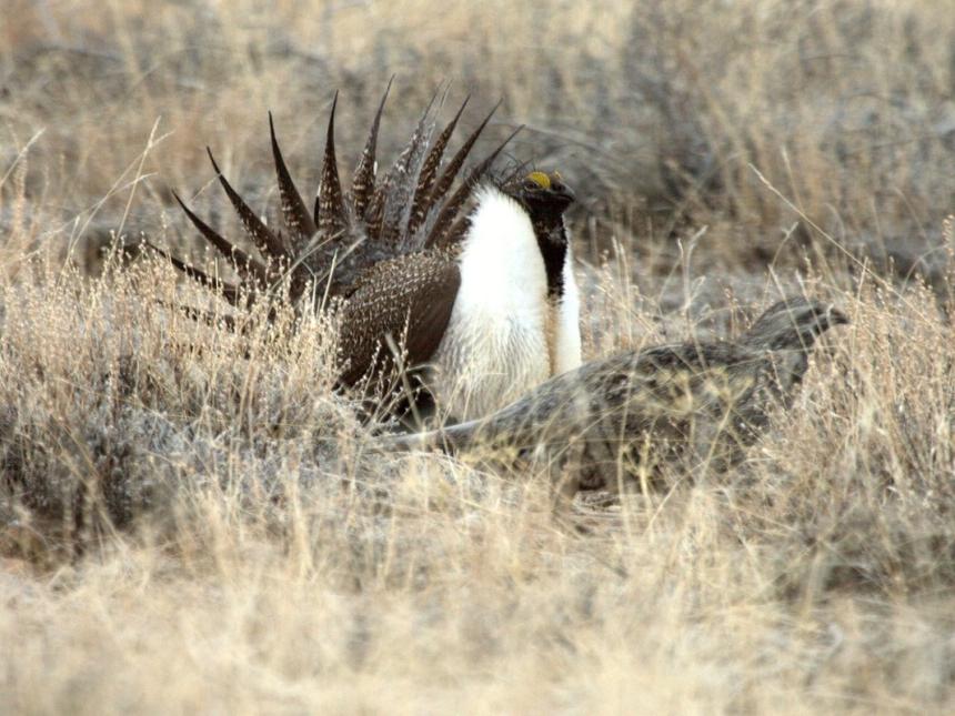 Male greater sage grouse fans his tail for a female on a lek