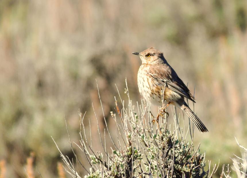 A sage thrasher is perched atop a sagebrush