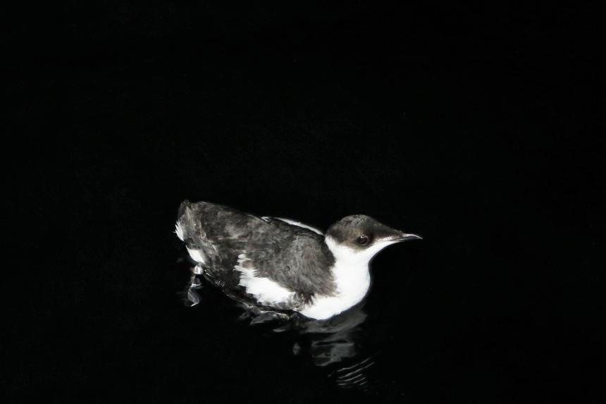 An adult marbled murrelet seabird in its non-breeding plumage on marine waters at night