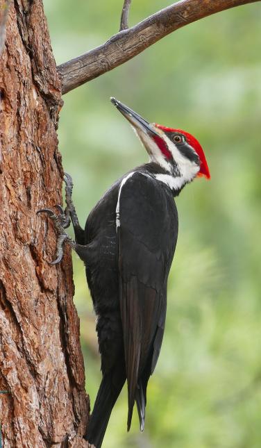 Pileated woodpecker perched on tree trunk