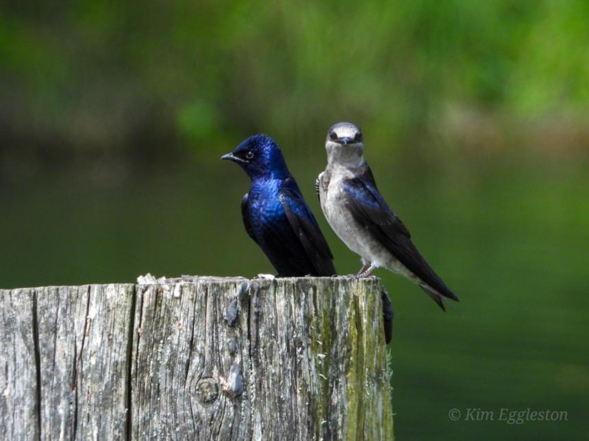 Male (blue) and female (blue with whitish underside) perching on a weathered wooden post