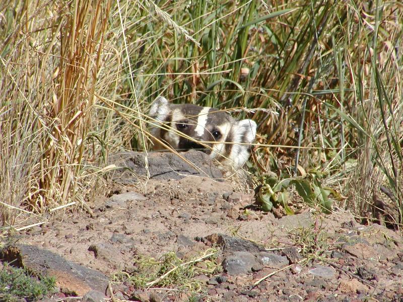 Badger with its head poking out of a burrow