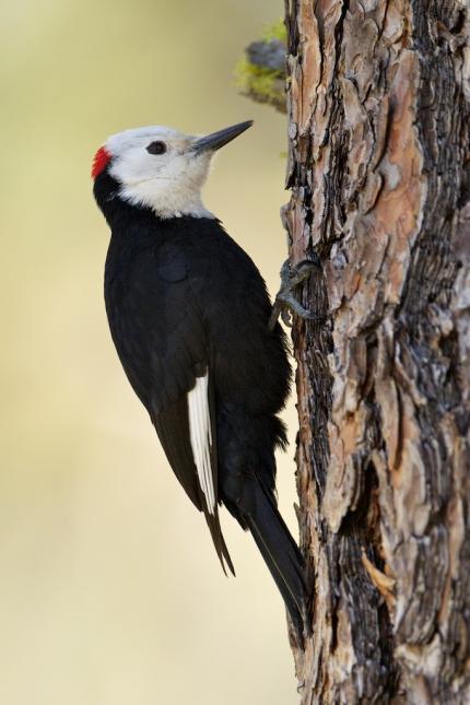 Black, white and red, White-headed woodpecker pecking on a tree trunk