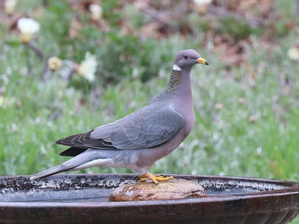 band tailed pigeon1 7268hpr
