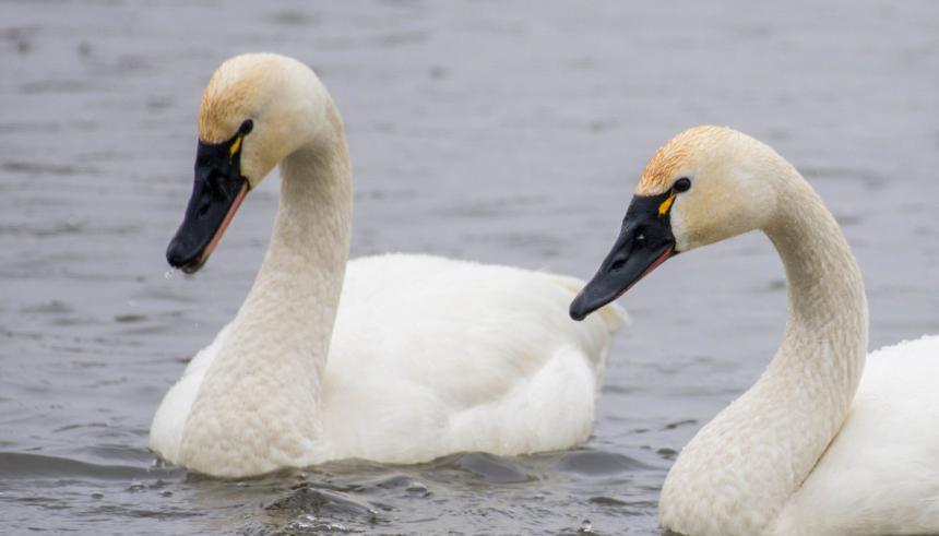 two white tundra swans swimming on top of water 