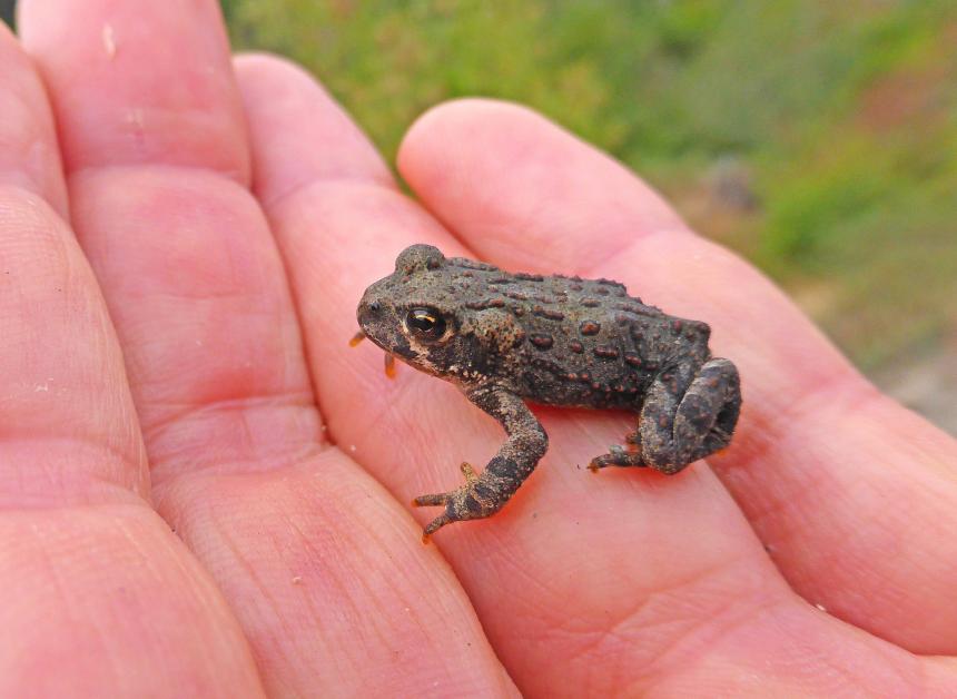 A tiny young western toad sits in the hand of a biologist 