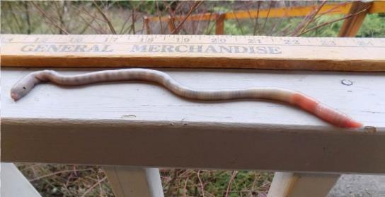 An Giant Palouse earthworm is laying alongside a yard stick on a deck railing