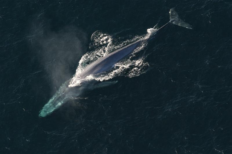 Aerial photo of a blue whale swimming near the ocean's surface