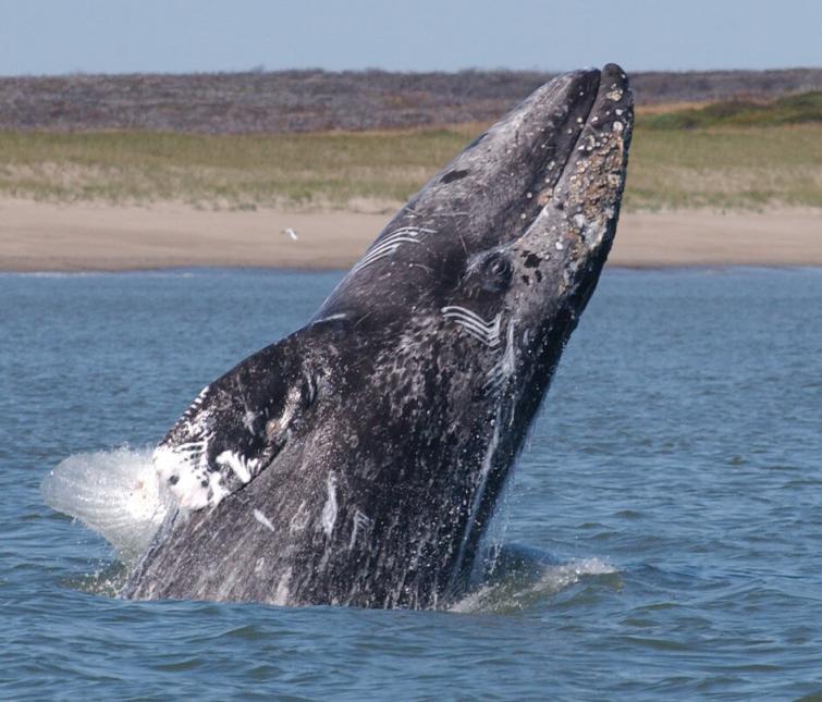 Close up of a breaching gray whale in a lagoon