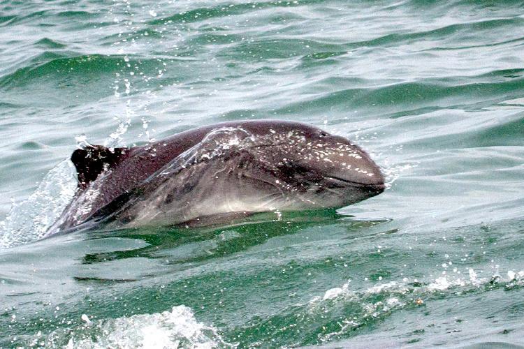 A harbor porpoise is leaping partly out of the water just above the ocean's surface