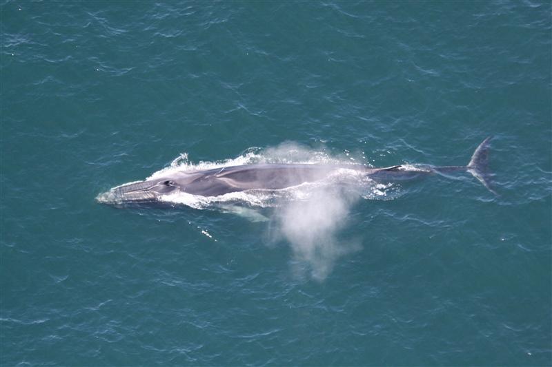 Blowhole spray hovers above a fin whale swimming near the ocean's surface