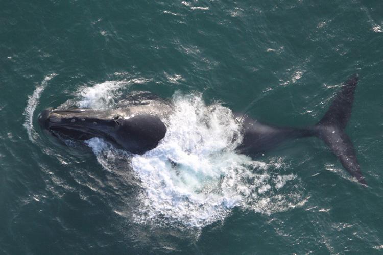 Aerial view of a North Pacific right whale swimming at the ocean's surface