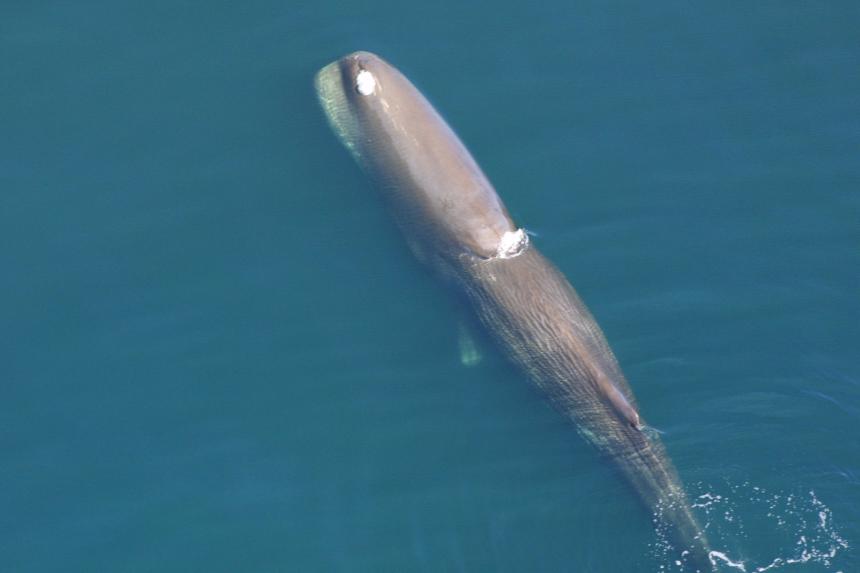Aerial view of sperm whale in the ocean 